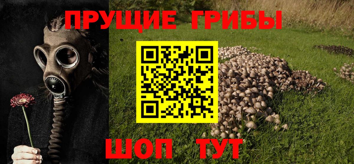 Пушкино  Галлюциногенные грибы GOLDEN TEACHER  Псилоцибиновые грибы Psilocybe  наркотики  Вход с VPN 